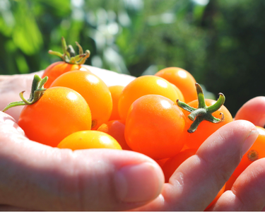 Sun Sugar Hybrid Tomato Seeds